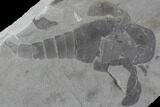 Eurypterus (Sea Scorpion) Fossil - New York #86789-1